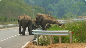 人與野生動物關系激化